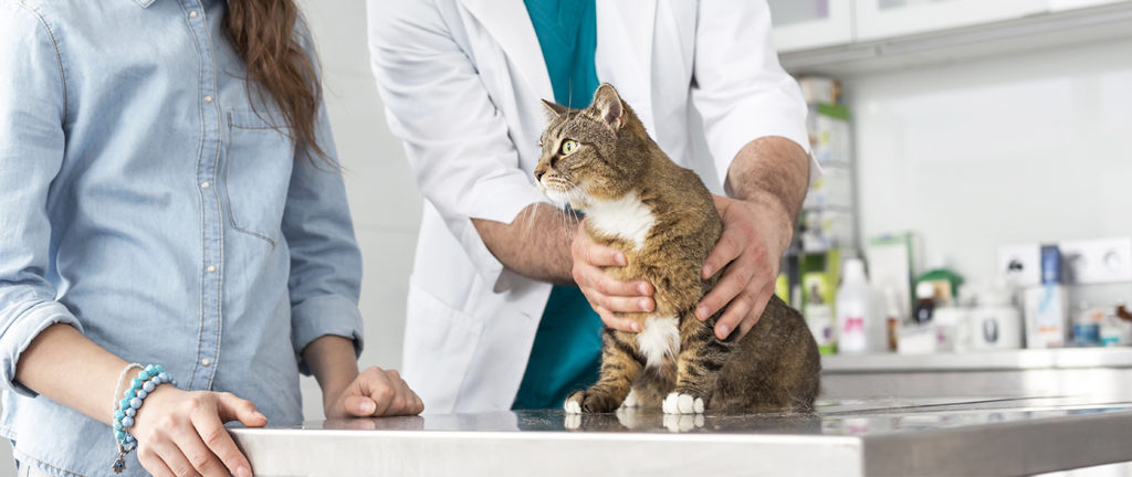 Cómo cuidar a mi gato que recién salió del hospital | Champion Cat